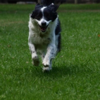 St-Martin-de-Crau - Toby en action