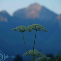 Fleur de Haute Savoie - France