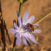 Guepe sur fleur Cascade du Sautadet - Gard - France