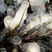 Pris dans la glace