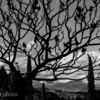 The Black Tree - Le Crestet - France