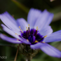 Blue Flower