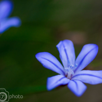 Fleur bleue