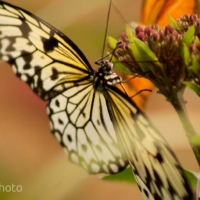 Papillon sur fleur