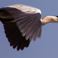 Réserve naturelle de Camargue - France