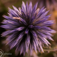 Chardon - Thistle - Digne - France