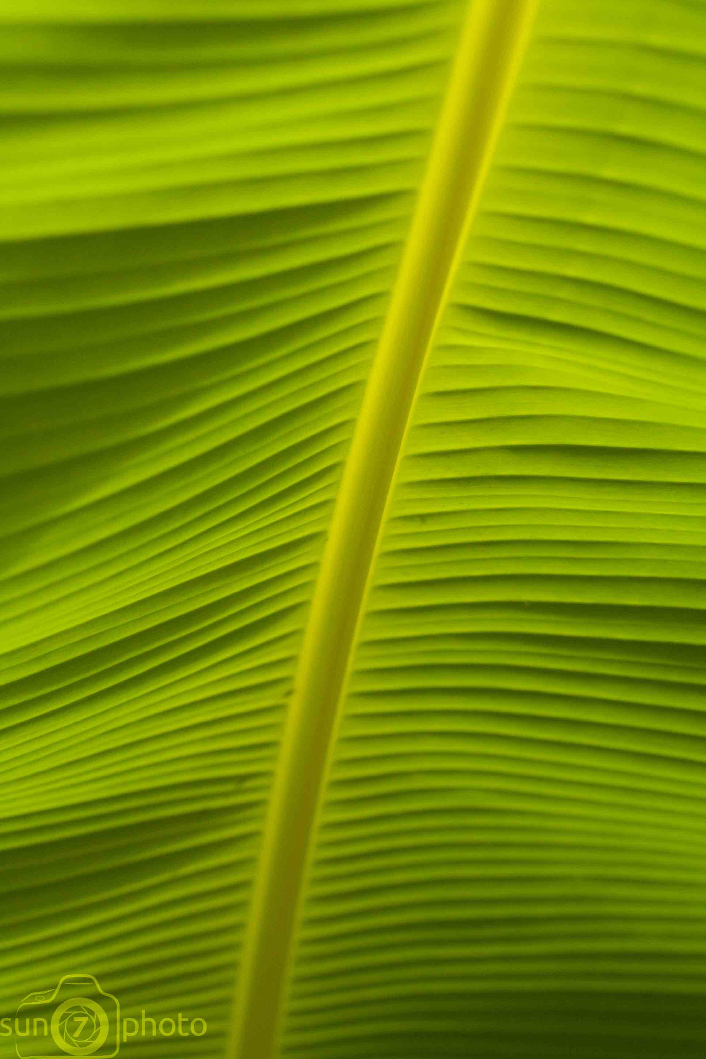 Feuille de Bananier