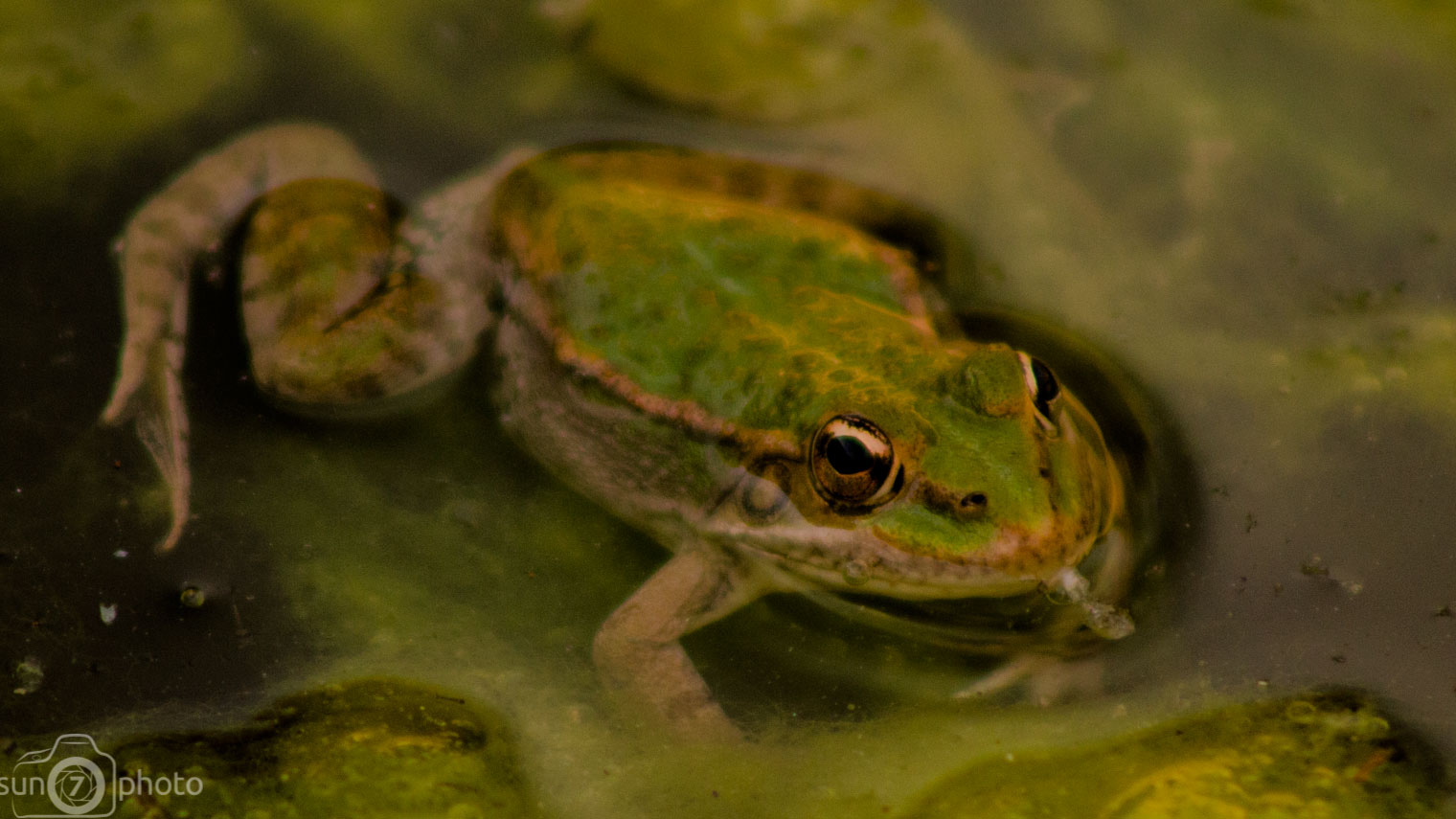 Green Little Frog