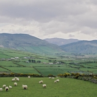 Champs irlandais - Irlande