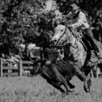 Au galop - Manade Fabre - St Martin de Crau - France