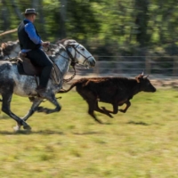 Au galop - Manade Fabre - St Martin de Crau - France