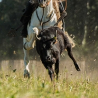 Chase the cow - Manade Fabre - St Martin de Crau - France