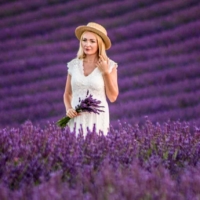 Champs de lavande 2- Valensole - France